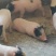 香猪仔猪四川巴马香猪仔猪长速慢肉更好养殖技术