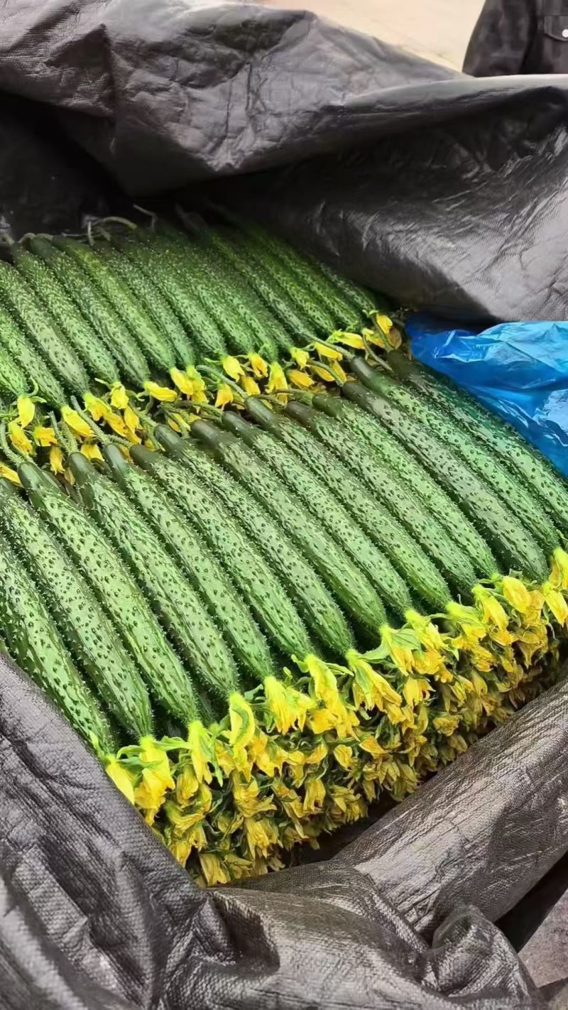 黄瓜精品/通货分级