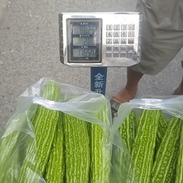 苦瓜3两起步，长度40公分