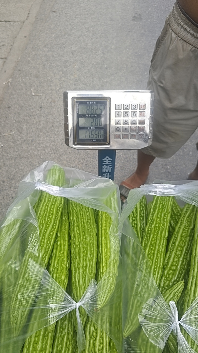 苦瓜3两起步，长度40公分