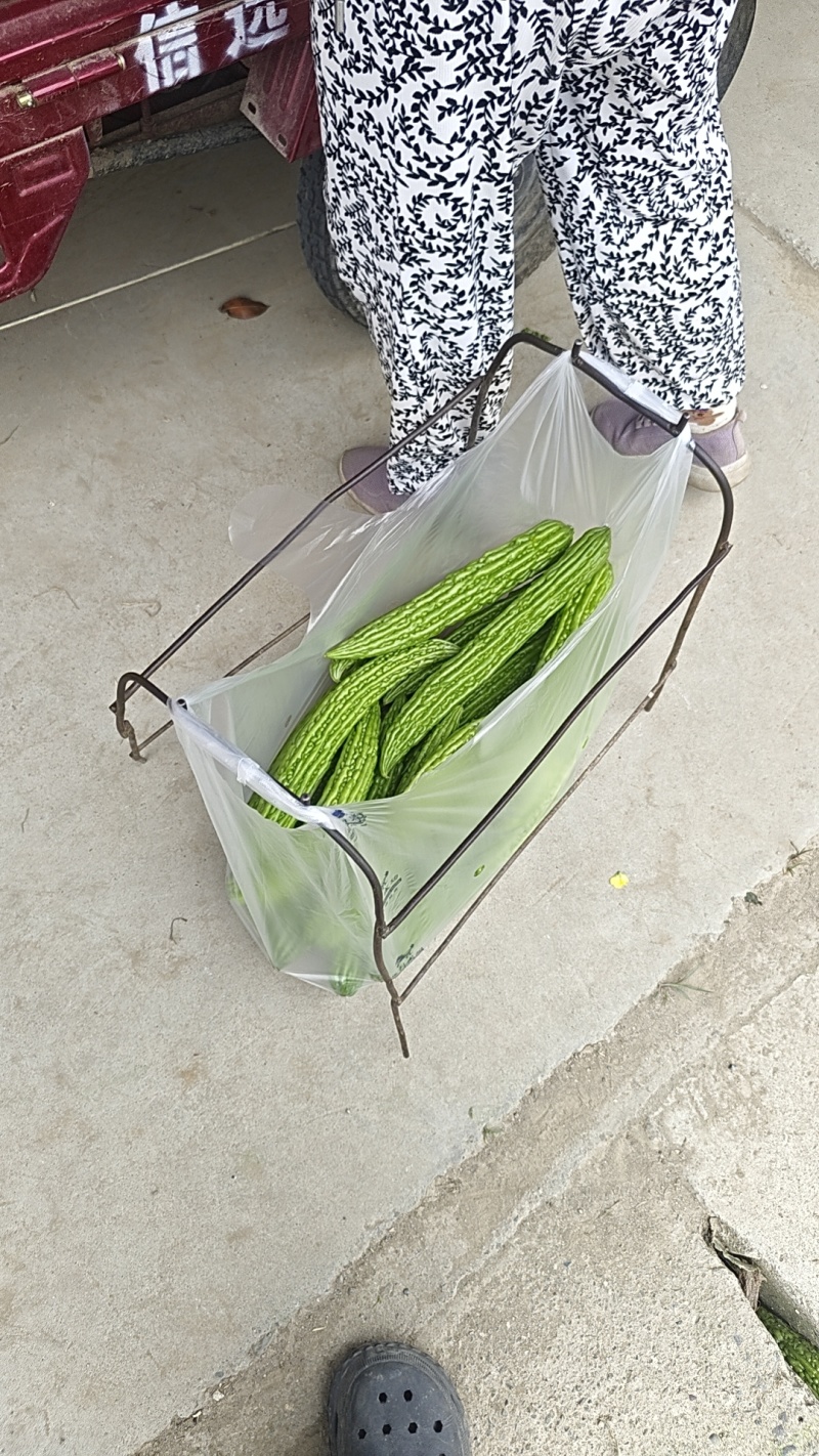 苦瓜3两起步，长度40公分
