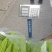 苦瓜3两起步，长度40公分