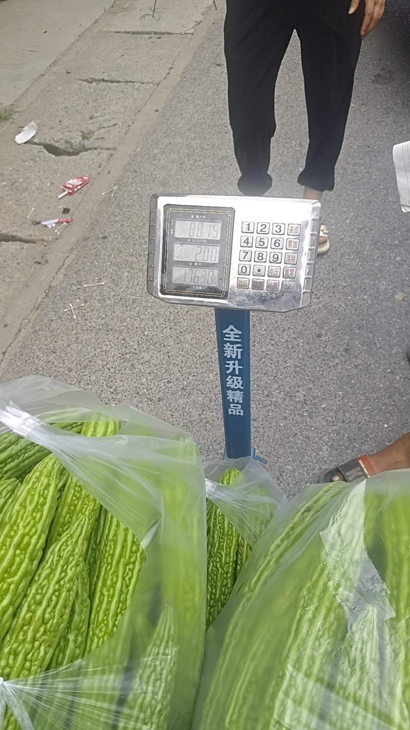 苦瓜3两起步，长度40公分