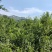 苹果直径5厘米