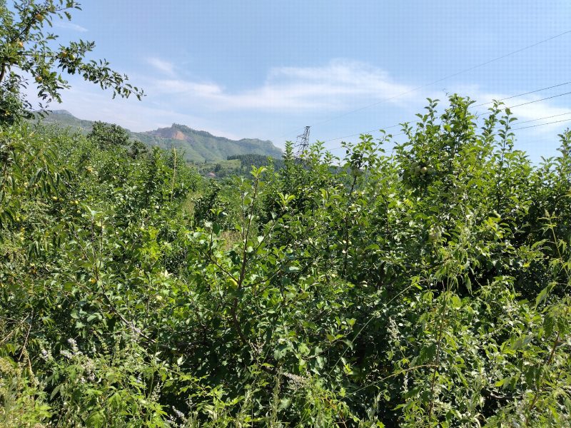 苹果直径5厘米