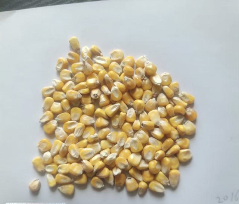 玉米