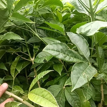 三叉苦种苗