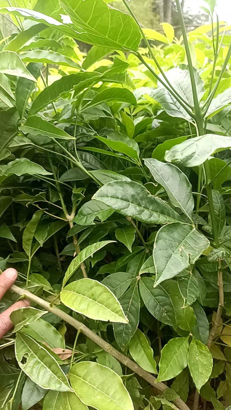 三叉苦种苗