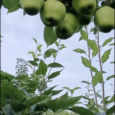 酥梨四两半/半斤