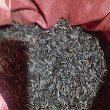 秦艽种子秦艽种子，出芽率90%以上，质量保证