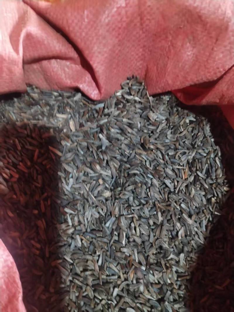 秦艽种子秦艽种子，出芽率90%以上，质量保证