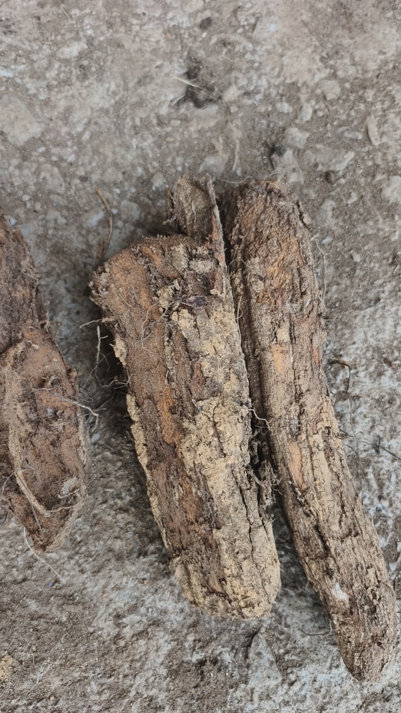 珠子参干货统货