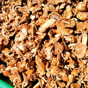 滑子菇干品