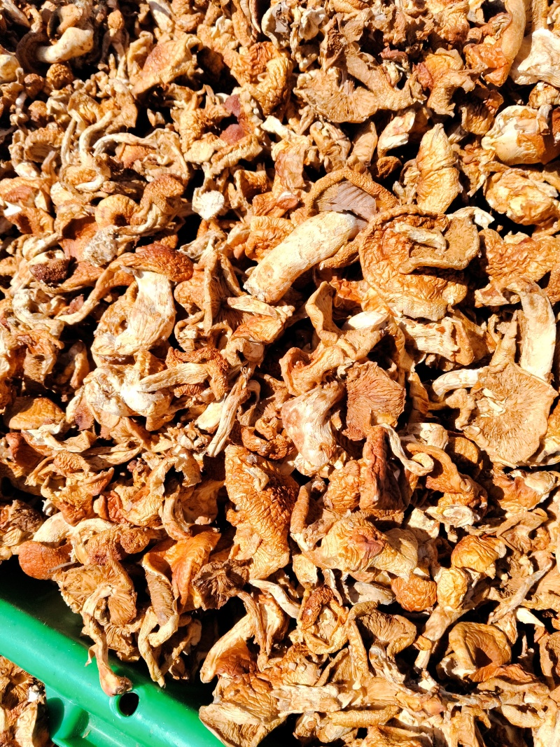 滑子菇干品