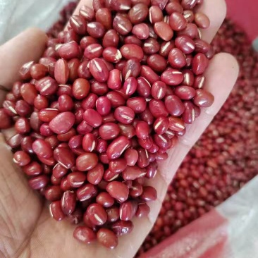 红小豆小红豆东北红小豆圆粒红豆食品原料红豆