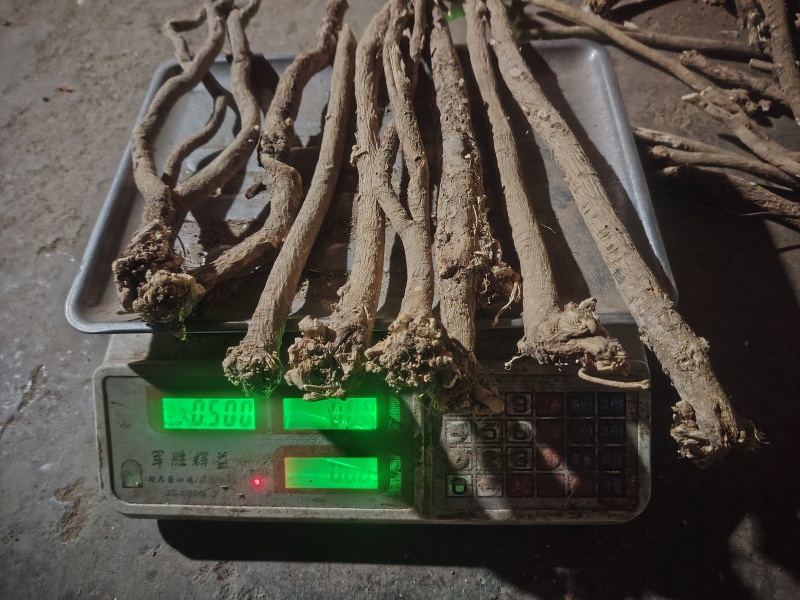 黄芪纯野生整条新货特大条一件包邮欢迎下单咨询