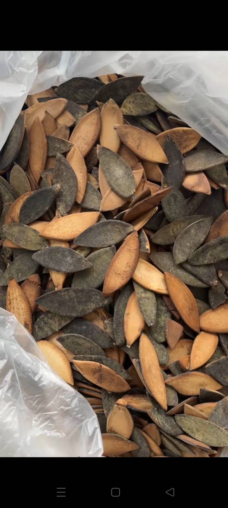橘红正毛圆果切片