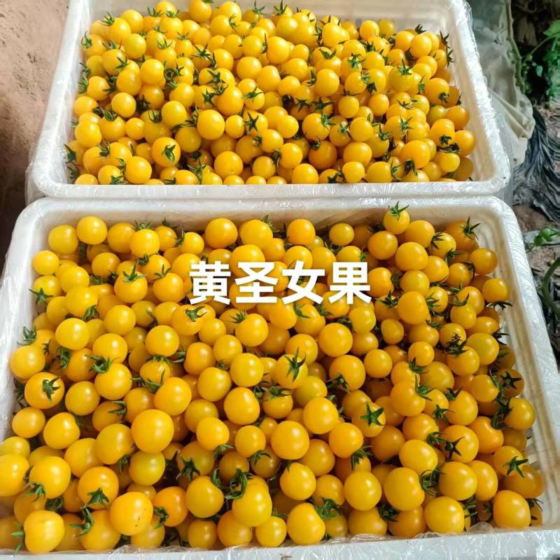 圣女果黄圣女果/红圣女果/青甜二号/玲珑/千禧/贝贝/釜