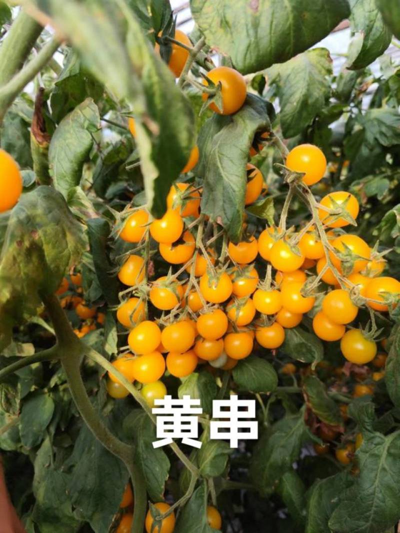 圣女果黄圣女果/红圣女果/青甜二号/玲珑/千禧/贝贝/釜
