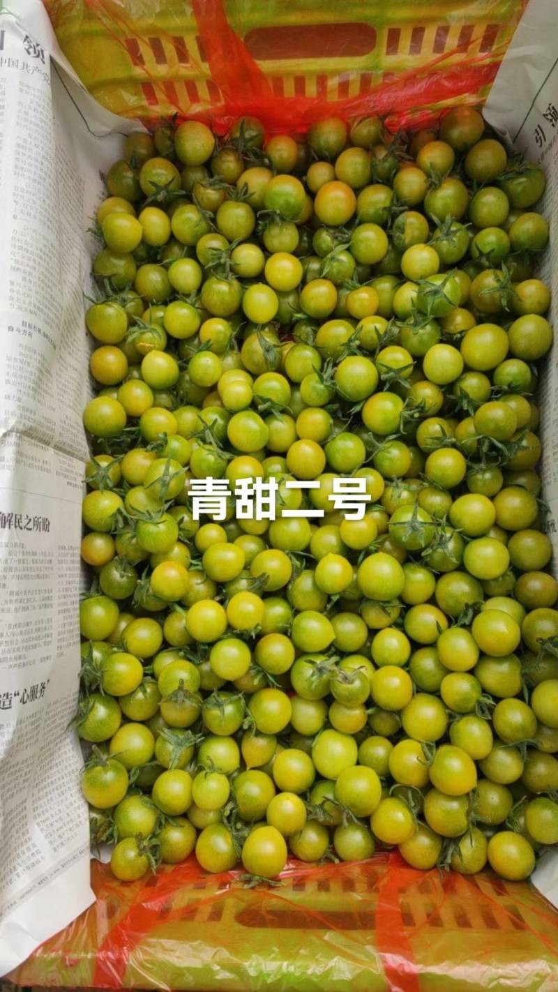 圣女果黄圣女果/红圣女果/青甜二号/玲珑/千禧/贝贝/釜