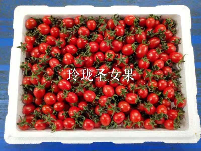 圣女果黄圣女果/红圣女果/青甜二号/玲珑/千禧/贝贝/釜