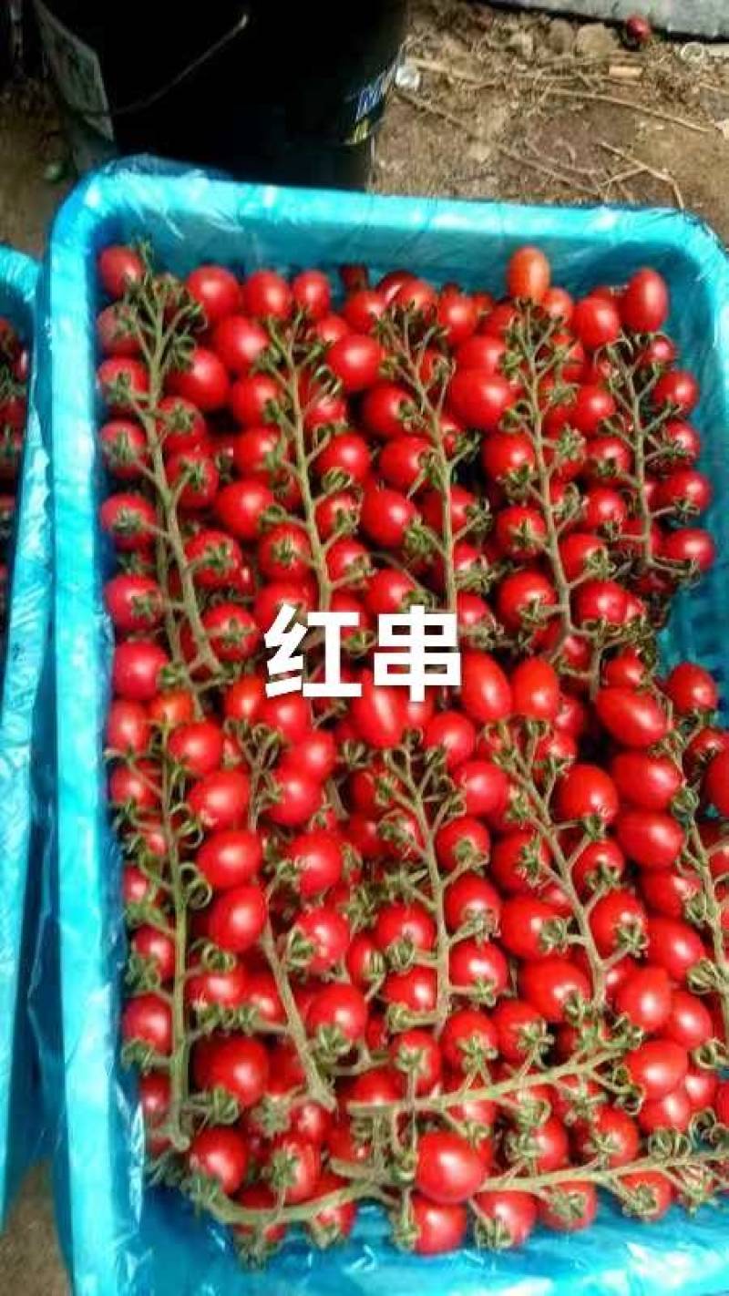 穗番茄红串番茄