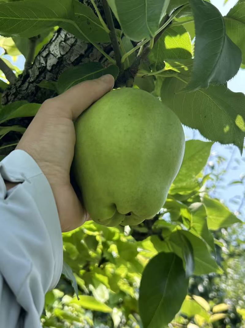 梨4两起步，优质果