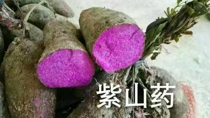 紫玉淮山药