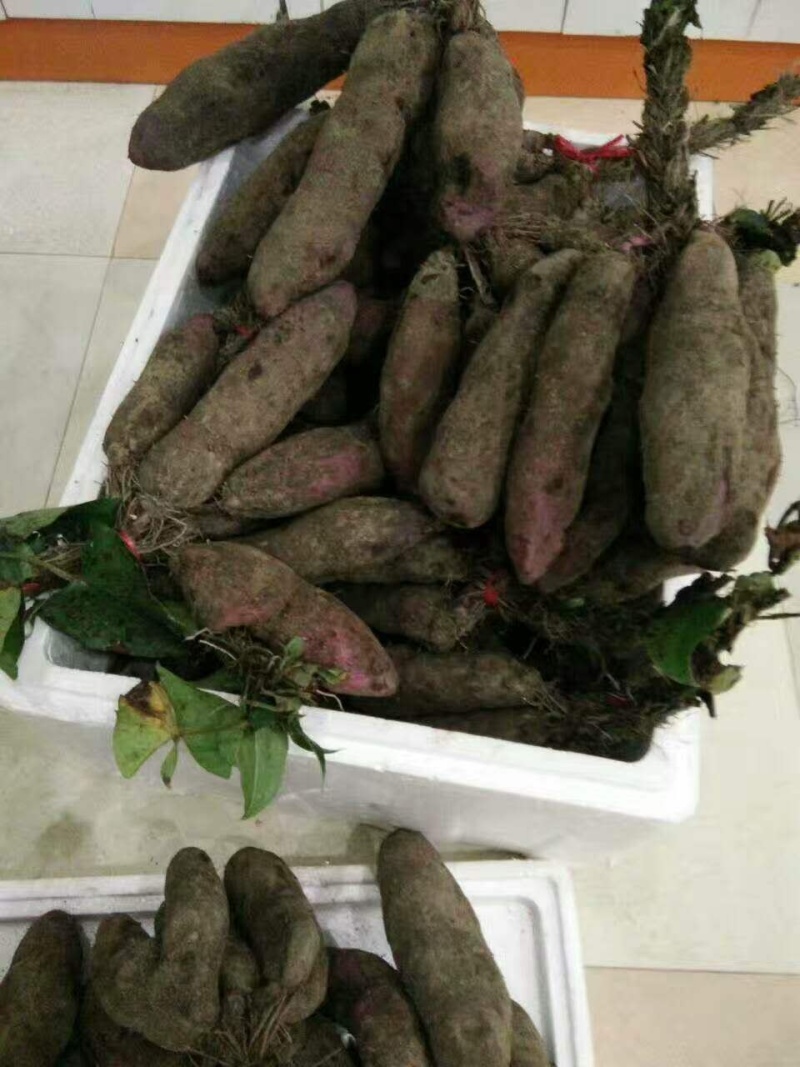 紫玉淮山药