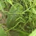冬瓜单个3-4斤