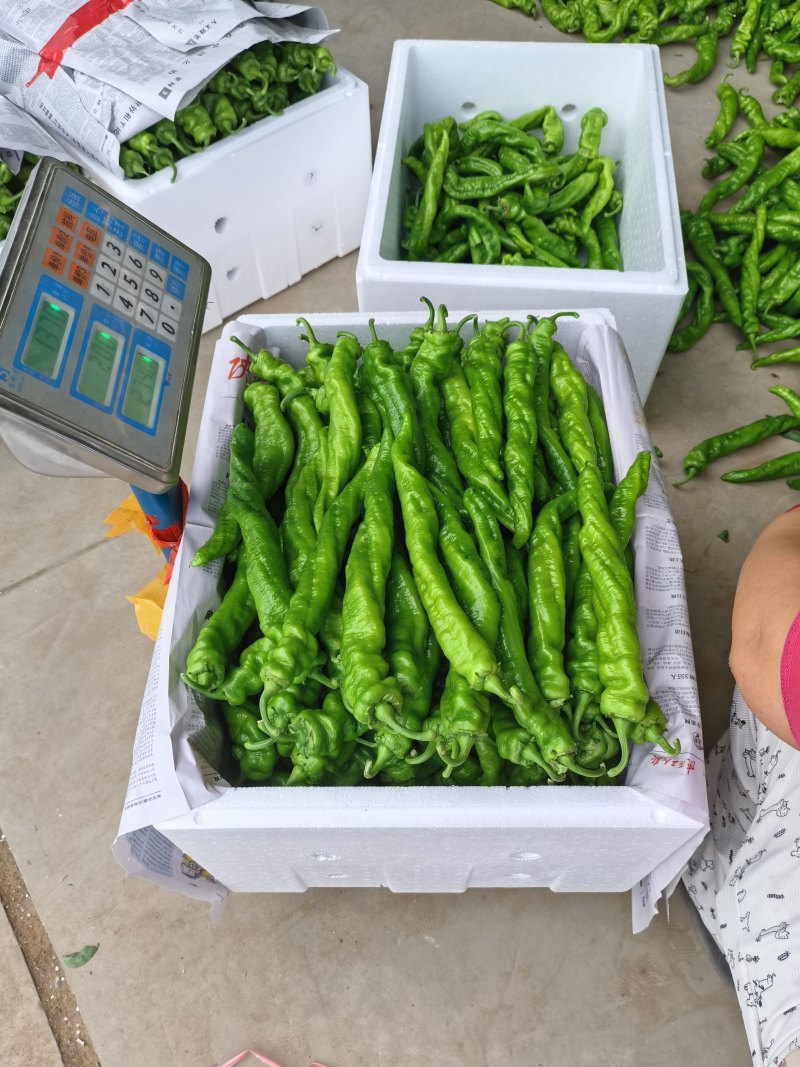螺丝椒