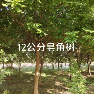 皂角树10公分;12公分;15公分皂角树