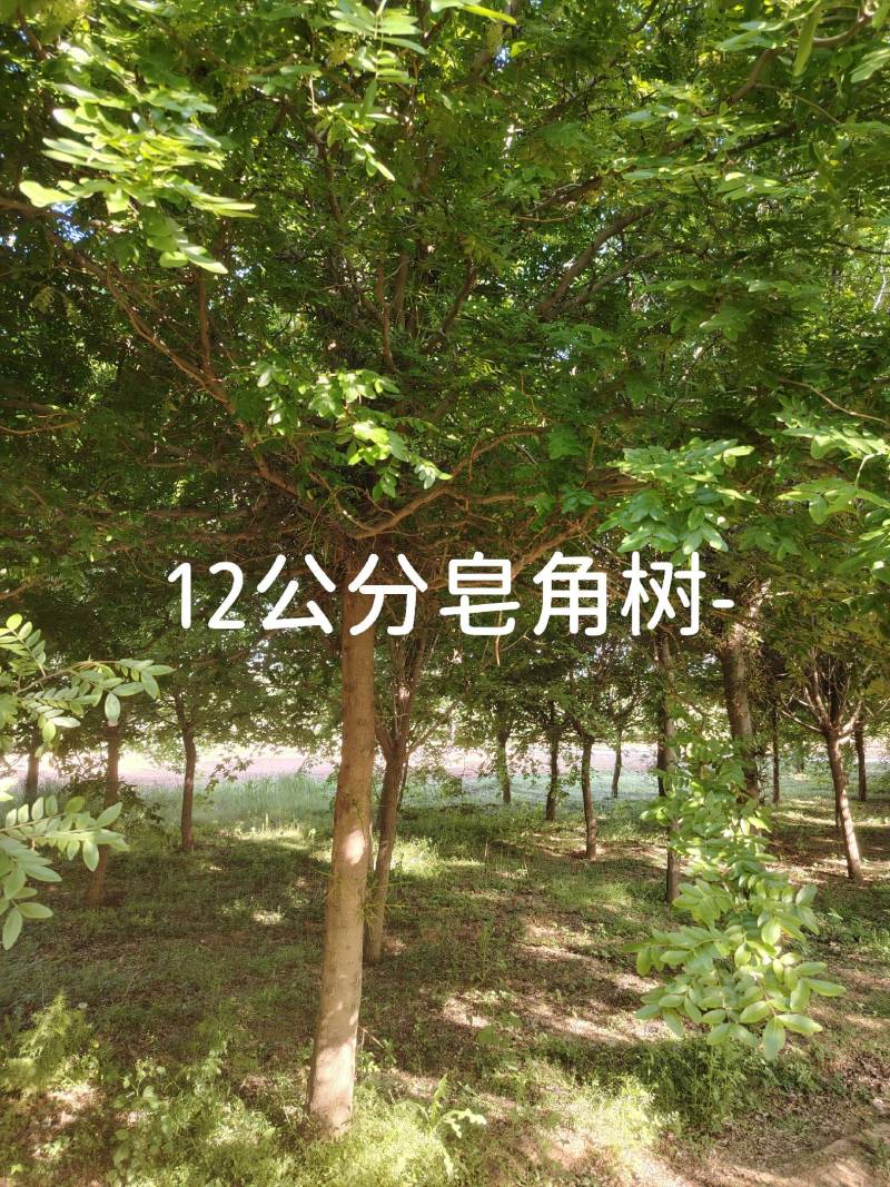 皂角树10公分;12公分;15公分皂角树