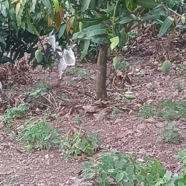 芒果统货