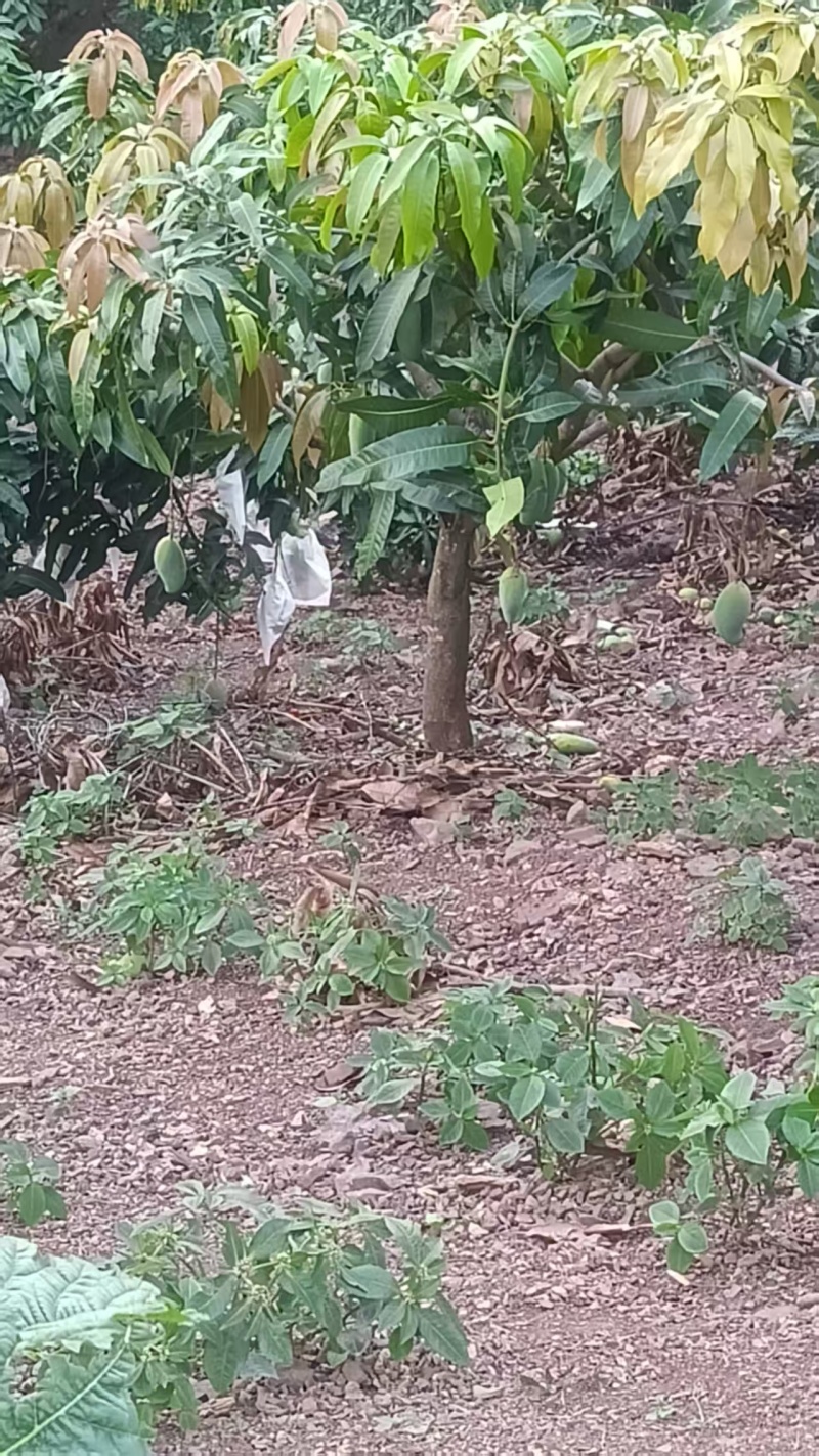 芒果统货