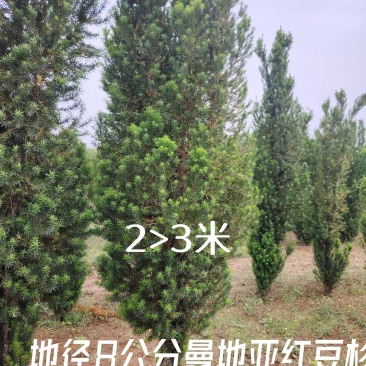 红豆杉2米;2.5米;3米曼地亚红豆杉