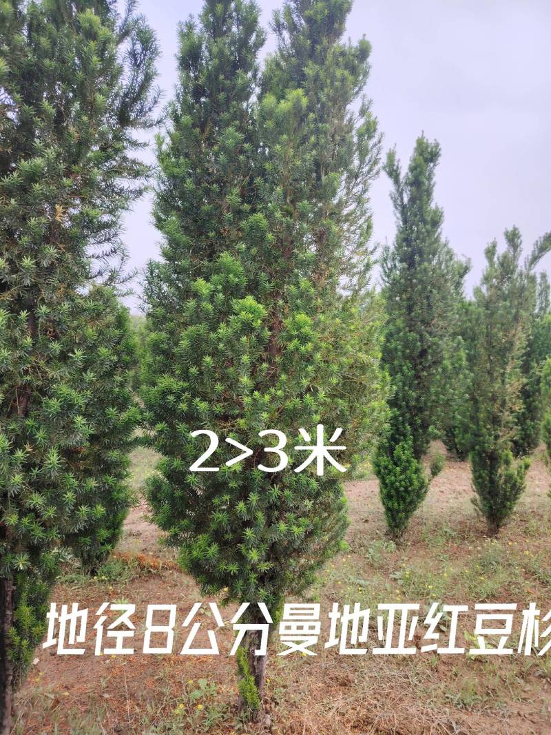 红豆杉2米;2.5米;3米曼地亚红豆杉