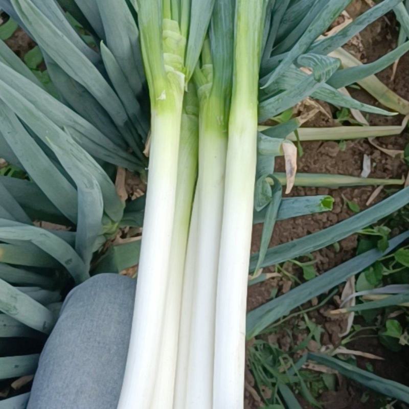 大葱毛葱