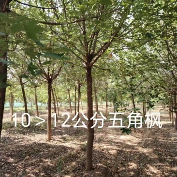 五角枫10-15公分五角枫