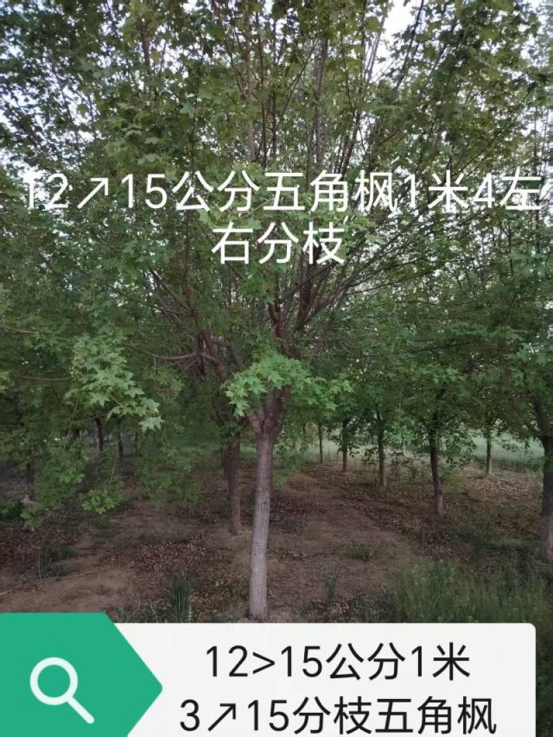 五角枫10-15公分五角枫
