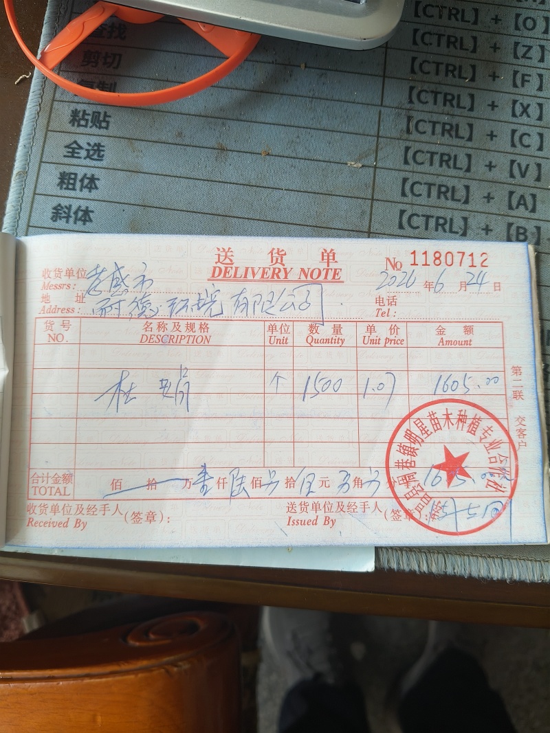 桂花树8公分