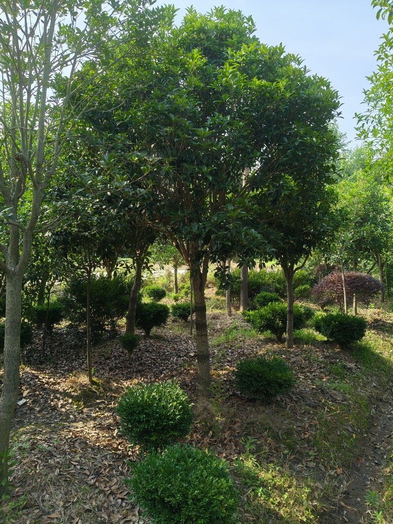 桂花树8公分