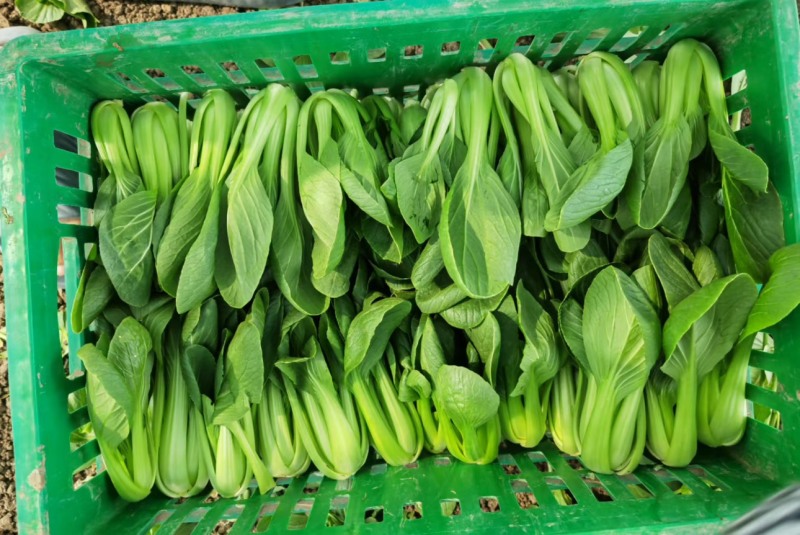油菜
