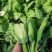 油菜