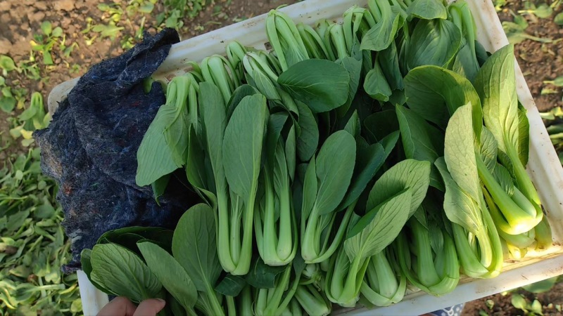 油菜