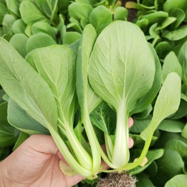 油菜