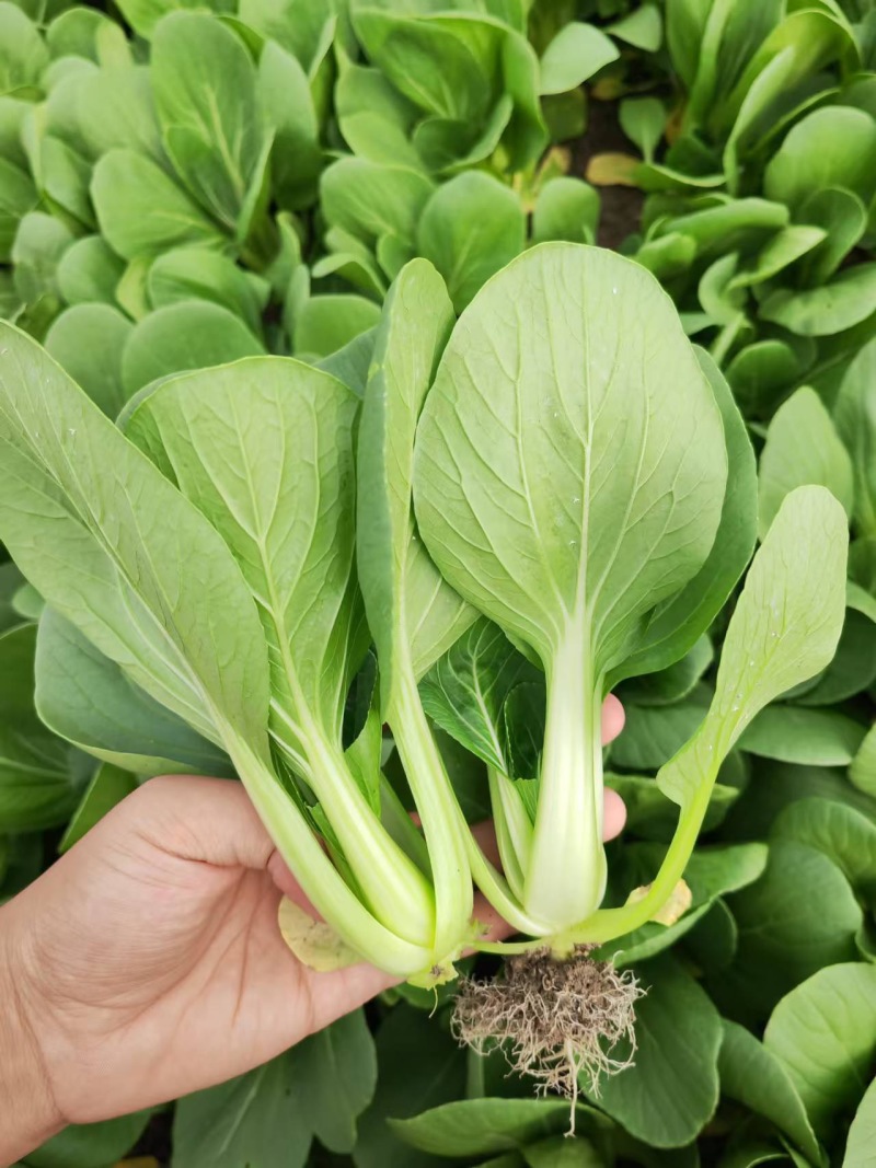 油菜
