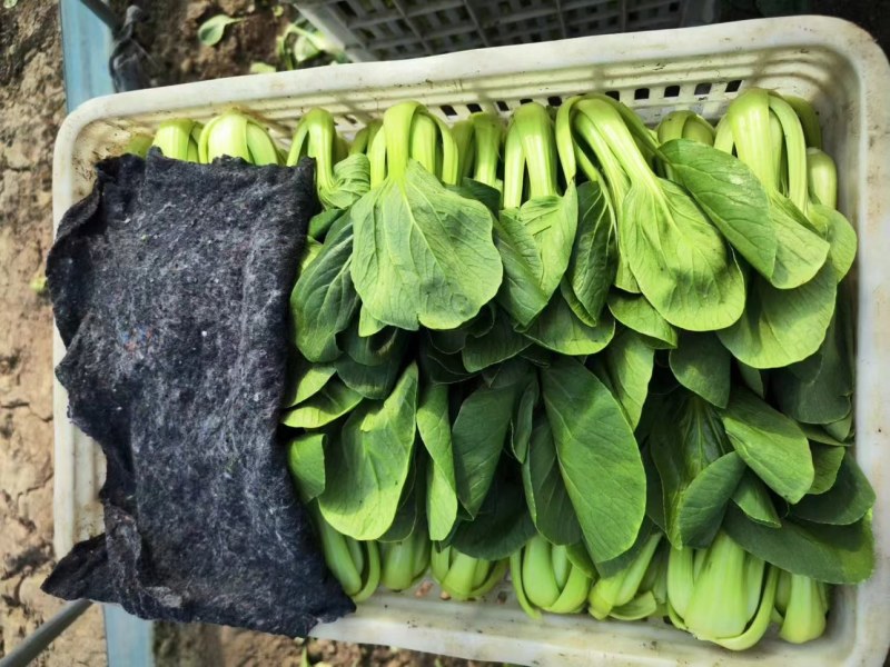 油菜