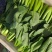 油菜
