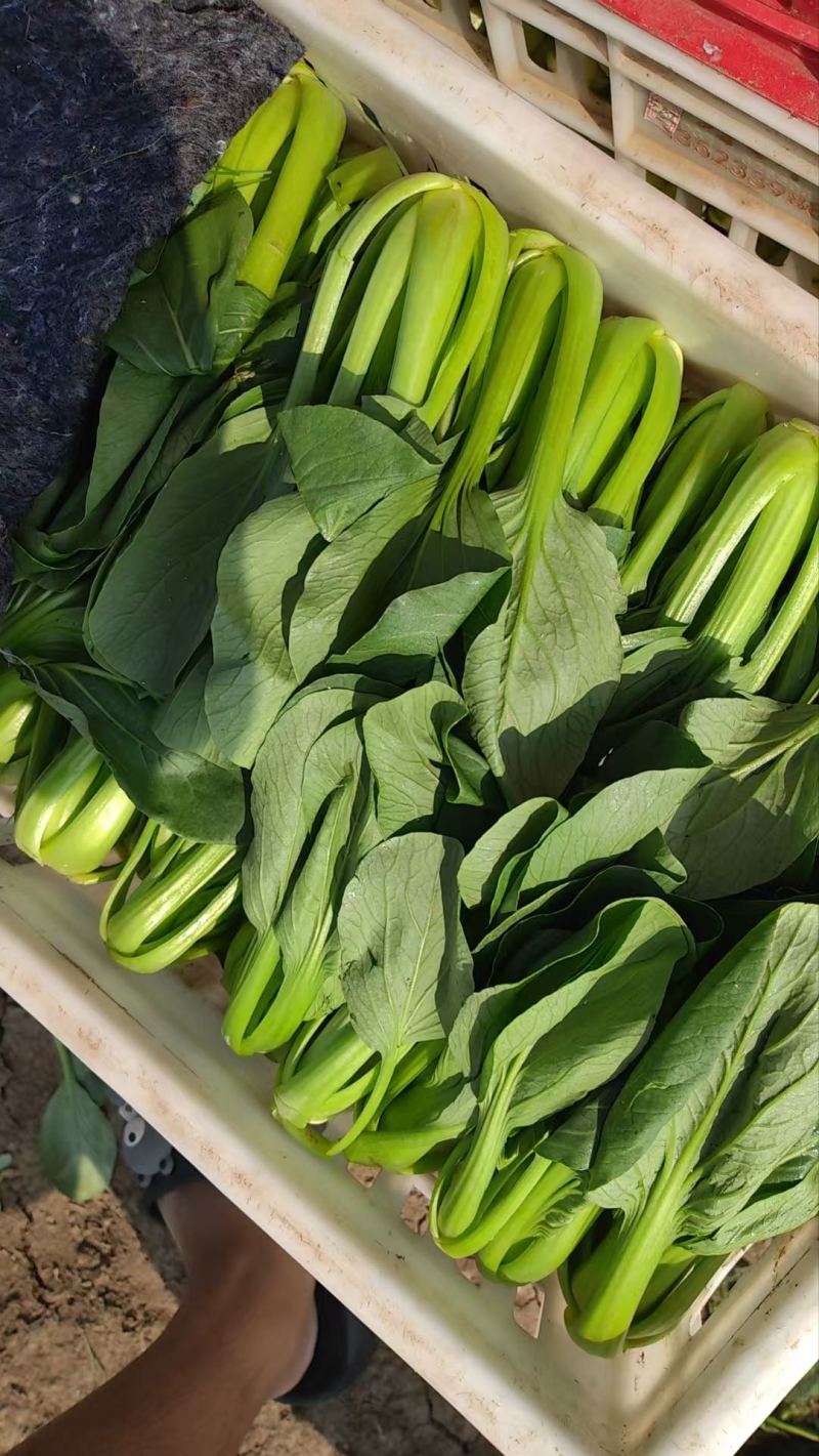 油菜